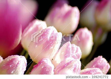 Tulip Festival Tulip Festival 109241772