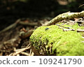 苔蘚上的昆蟲 109241790