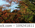 改變葉子的Momiji 109241811