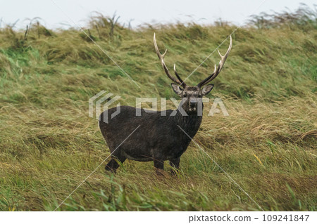 Notsuke Peninsula - Sika deer in the storm Notsuke Peninsula - Sika deer in the storm 109241847
