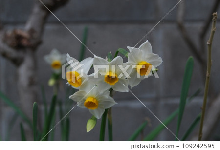 水仙花 水仙花 109242595