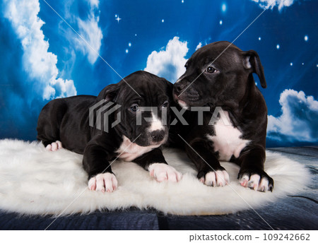 Two Black male American Staffordshire Bull Terrier dogs puppies on blue background 109242662