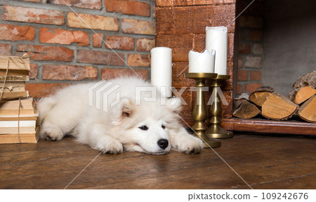 White fluffy Samoyed puppy dog near the fireplace with candles 109242676