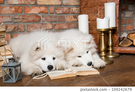 Two White fluffy Samoyed puppies dogs with book 109242679