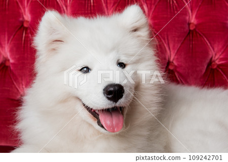 White fluffy Samoyed dog puppy on the red luxury couch White fluffy Samoyed dog puppy on the red luxury couch 109242701