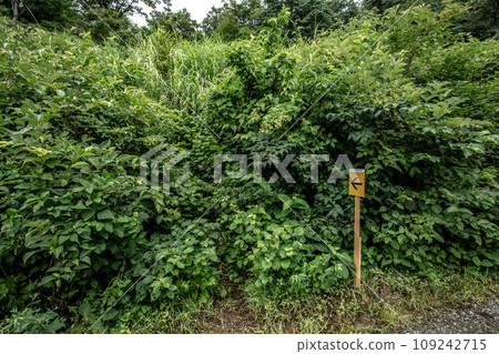 神秘的箭頭引向一條無路的道路 神秘的箭頭引向一條無路的道路 109242715
