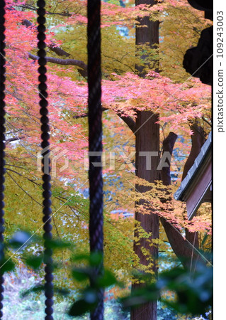 Autumn leaves at Senkoji Temple in Hegun Town, Ikoma District, Nara Prefecture 109243003
