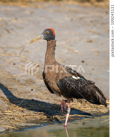 Red naped ibis or Indian black ibis or Pseudibis papillosa bird closeup or portrait at ranthambore national park rajasthan india asia Red naped ibis or Indian black ibis or Pseudibis papillosa bird closeup or portrait at ranthambore national park rajasthan india asia 109243131