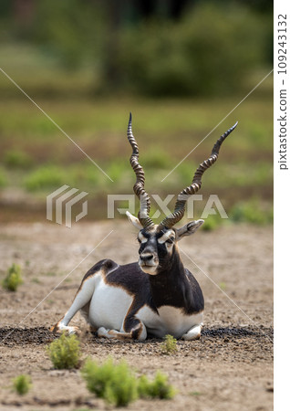 Big horned wild male blackbuck or antilope cervicapra or Indian antelope sitting in velavadar blackbuck national park gujrat india asia Big horned wild male blackbuck or antilope cervicapra or Indian antelope sitting in velavadar blackbuck national park gujrat india asia 109243132