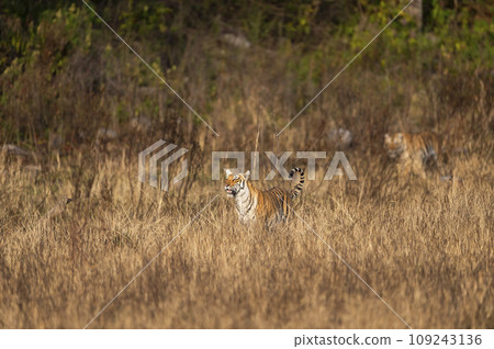 indian wild female tiger or panthera tigris head on tail up on prowl terai region forest in natural scenic grassland in day safari at dhikala zone of jim corbett national park uttarakhand india asia indian wild female tiger or panthera tigris head on tail up on prowl terai region forest in natural scenic grassland in day safari at dhikala zone of jim corbett national park uttarakhand india asia 109243136