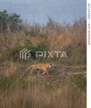 Indian wild female bengal tiger or panthera tigris running or prowl behind prey in terai region forest in winter season safari at dhikala zone of jim corbett national park reserve uttarakhand india Indian wild female bengal tiger or panthera tigris running or prowl behind prey in terai region forest in winter season safari at dhikala zone of jim corbett national park reserve uttarakhand india 109243139