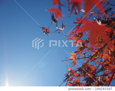 秋天的樹葉的美麗特寫 109243167