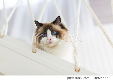 Blue bicolor ragdoll female cat looking interested. High quality photo Blue bicolor ragdoll female cat looking interested. High quality photo 109243460