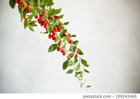 Branch with ripe red goji berry on grey background 109243466