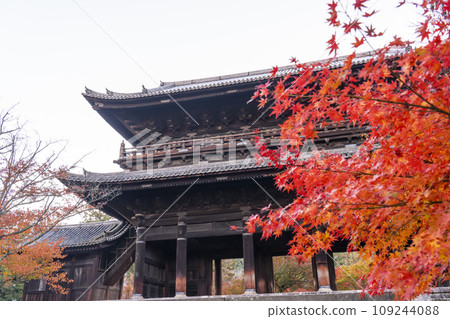 Kyoto in autumn, Nanzenji Temple, Sanmon gate covered in autumn leaves 109244088