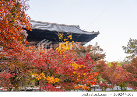 Kyoto in autumn, Nanzenji Temple, Sanmon gate covered in autumn leaves 109244102