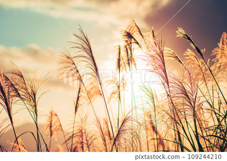 The background is sunset, with miscanthus flowers shot against the light. 109244210