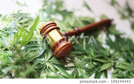 Wooden judge gavel on green cannabis leaves closeup 109244343