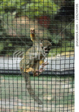 Squirrel monkey in a cage. Close-up. Selective focus. Squirrel monkey in a cage. Close-up. Selective focus. 109244496