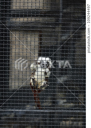 Oriental white-headed tamarin in a cage at the zoo Oriental white-headed tamarin in a cage at the zoo 109244497