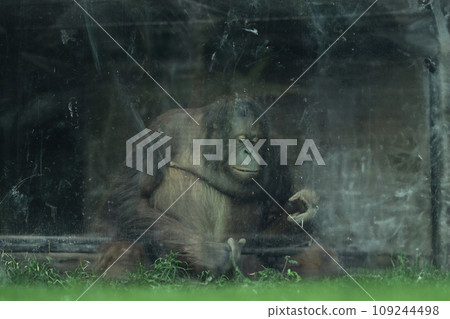 Orangutan in a zoo, looking at the camera with green grass Orangutan in a zoo, looking at the camera with green grass 109244498