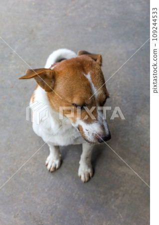 The baby brown thai puppy is sit down 109244533