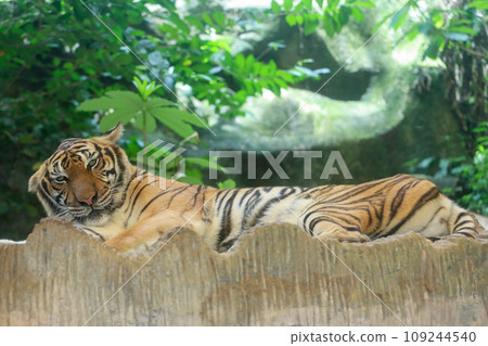 Close up Indochinese tiger is beautiful animal Close up Indochinese tiger is beautiful animal 109244540