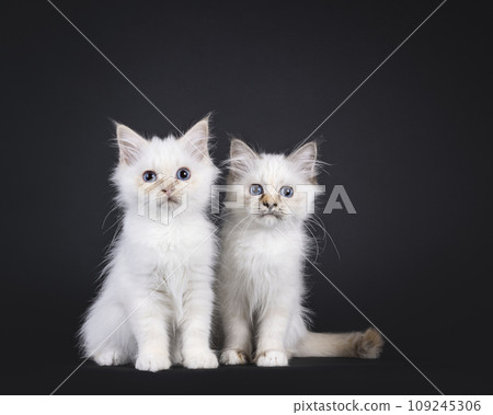 Sacred Birman cat kittens on black Sacred Birman cat kittens on black 109245306