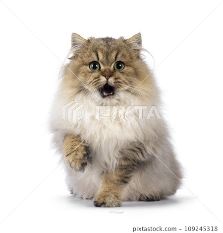 British Golden Longhair cat on white background British Golden Longhair cat on white background 109245318