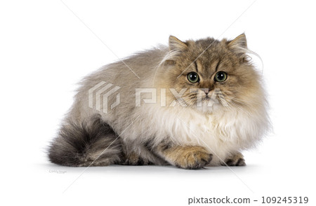 British Golden Longhair cat on white background British Golden Longhair cat on white background 109245319