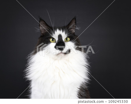 Norwegian Forestcat on black background 109245330