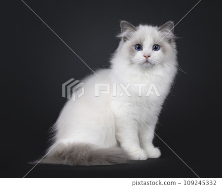 Ragdoll cat kitten on black background 109245332