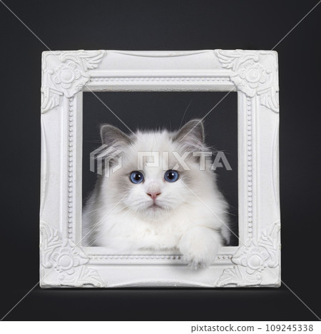 Ragdoll cat kitten on black background 109245338