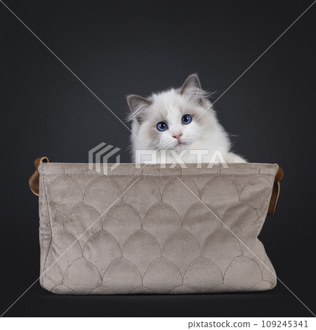 Ragdoll cat kitten on black background 109245341