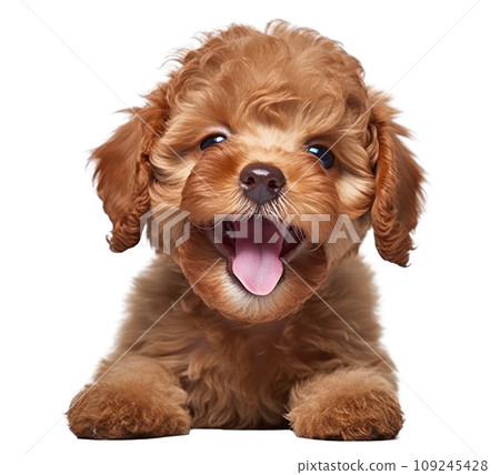 an adorable poodle puppy isolated an adorable poodle puppy isolated 109245428
