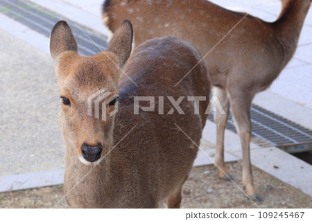 The face of a wild deer in Nara Park 109245467