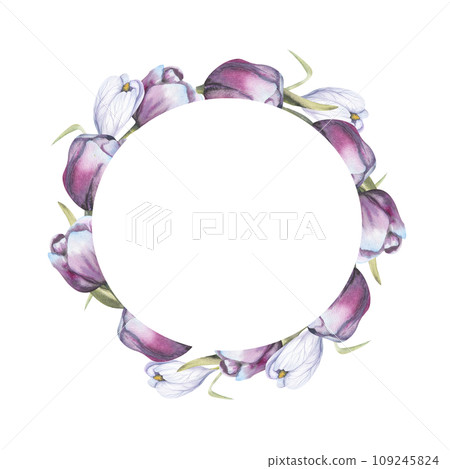 Watercolor violet tulips wreath. Spring first flowers round frame for label, logo, invitation design. Floral arrangement with tulips and crocuses Watercolor violet tulips wreath. Spring first flowers round frame for label, logo, invitation design. Floral arrangement with tulips and crocuses 109245824