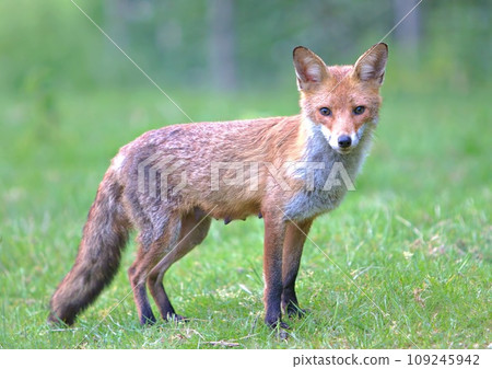 Wild European red fox in profile 109245942