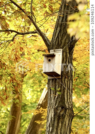 Nest box and autumn leaves 109246114