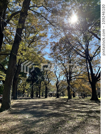 Autumn leaves trees 109246180