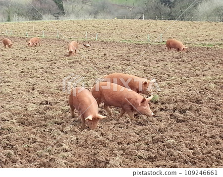 pigs on a pig farm pigs on a pig farm 109246661