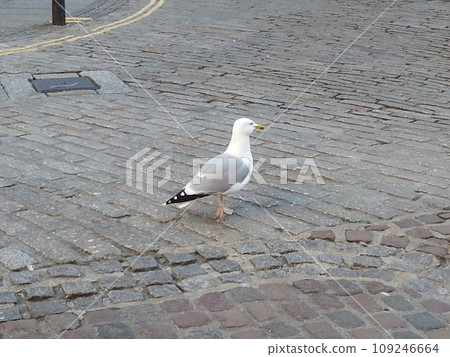 Seagulls in town 109246664