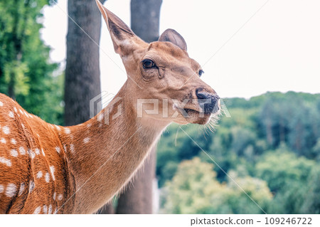 Wild deer on the background of the forest. Portrait of a deer walking in a clearing in the forest. Wild animals concept Wild deer on the background of the forest. Portrait of a deer walking in a clearing in the forest. Wild animals concept 109246722