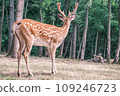 Wild deer on the background of the forest. Portrait of a deer walking in a clearing in the forest. Wild animals concept 109246723