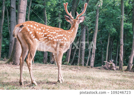 Wild deer on the background of the forest. Portrait of a deer walking in a clearing in the forest. Wild animals concept Wild deer on the background of the forest. Portrait of a deer walking in a clearing in the forest. Wild animals concept 109246723