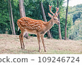 Wild deer on the background of the forest. Portrait of a deer walking in a clearing in the forest. Wild animals concept 109246724