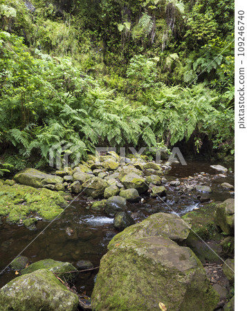 View of small water stream with moss covered stones, fern and tropical plants at Levada Do Rei PR18 hike, from Sao Jorge ending at the source in Ribeiro Bonito, Madeira, Portugal View of small water stream with moss covered stones, fern and tropical plants at Levada Do Rei PR18 hike, from Sao Jorge ending at the source in Ribeiro Bonito, Madeira, Portugal 109246740