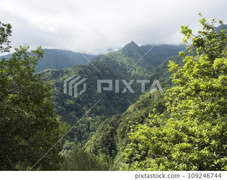 View of valley with green mountains and tropical plants from Levada Do Rei PR18 hike, from Sao Jorge ending at the source in Ribeiro Bonito, Madeira, Portugal 109246744