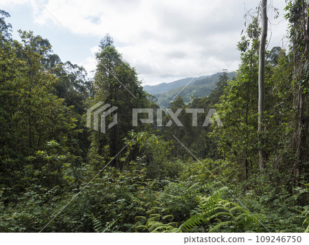 View of valley with green mountains and tropical plants from Levada Do Rei PR18 hike, from Sao Jorge ending at the source in Ribeiro Bonito, Madeira, Portugal View of valley with green mountains and tropical plants from Levada Do Rei PR18 hike, from Sao Jorge ending at the source in Ribeiro Bonito, Madeira, Portugal 109246750