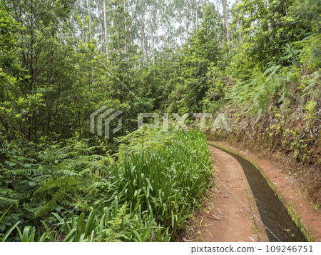 View of levada, water irrigation channel and tropical plants from Levada Do Rei PR18 hike, from Sao Jorge ending at the source in Ribeiro Bonito, Madeira, Portugal View of levada, water irrigation channel and tropical plants from Levada Do Rei PR18 hike, from Sao Jorge ending at the source in Ribeiro Bonito, Madeira, Portugal 109246751